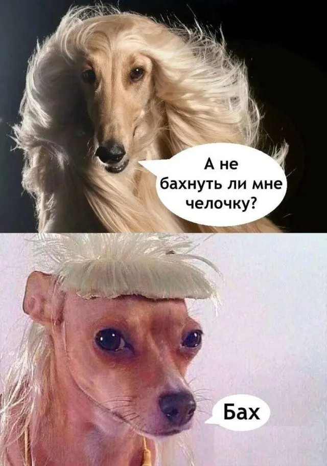 Уморительные мемы с пушистиками: порция добра и смеха мемы, животные, приколы, подборка, смешные картинки, котики, собаки, позитив