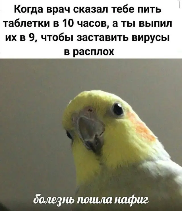 Уморительные мемы с пушистиками: порция добра и смеха мемы, животные, приколы, подборка, смешные картинки, котики, собаки, позитив