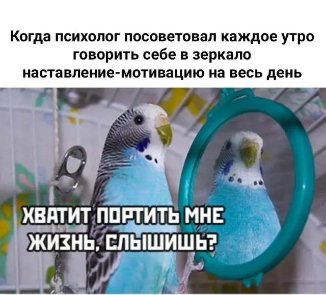 Уморительные мемы с пушистиками: порция добра и смеха мемы, животные, приколы, подборка, смешные картинки, котики, собаки, позитив