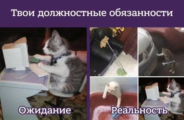 Уморительные мемы с пушистиками: порция добра и смеха мемы, животные, приколы, подборка, смешные картинки, котики, собаки, позитив