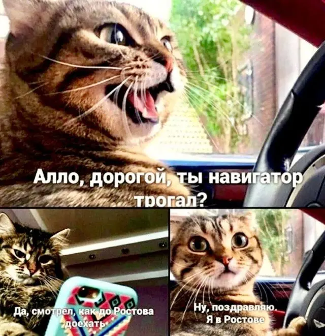 Уморительные мемы с пушистиками: порция добра и смеха мемы, животные, приколы, подборка, смешные картинки, котики, собаки, позитив