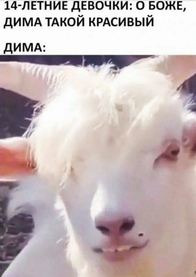 Уморительные мемы с пушистиками: порция добра и смеха мемы, животные, приколы, подборка, смешные картинки, котики, собаки, позитив