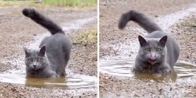 Ваш котик завис? Доказательства того, что усатые иногда «глючат»! котики, приколы, животные, смешное, фото, подборка, баги