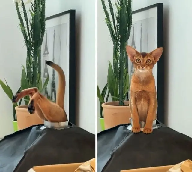 Ваш котик завис? Доказательства того, что усатые иногда «глючат»! котики, приколы, животные, смешное, фото, подборка, баги