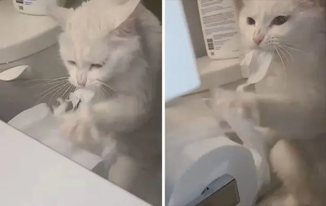 Ваш котик завис? Доказательства того, что усатые иногда «глючат»! котики, приколы, животные, смешное, фото, подборка, баги