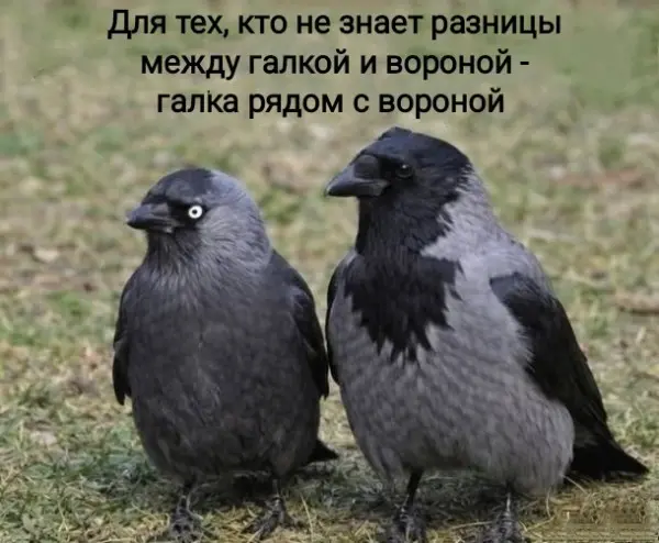 Пятничный угар: Мега-сборник свежих мемов и приколов приколы, мемы, юмор, картинки, смешное, подборка, позитив, выходные