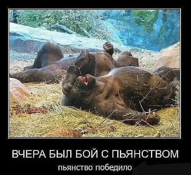 Подборка анекдотов для хорошего настроения анекдоты, юмор, смешное, блондинки, истории, шутки