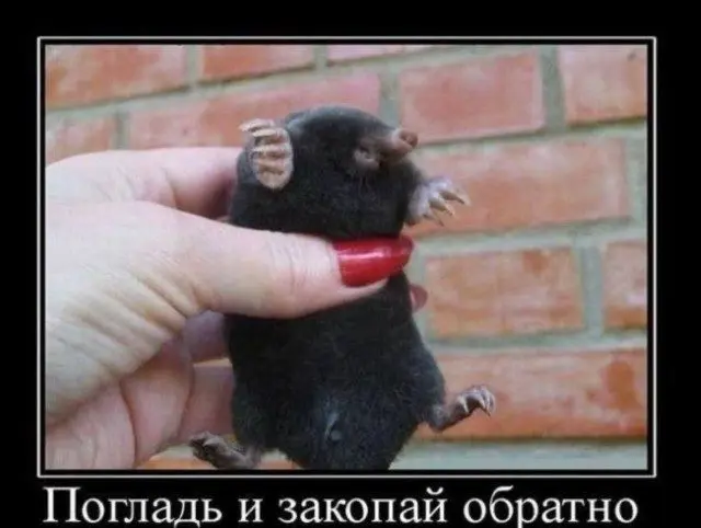 Мемы, в которых ты узнаешь себя
