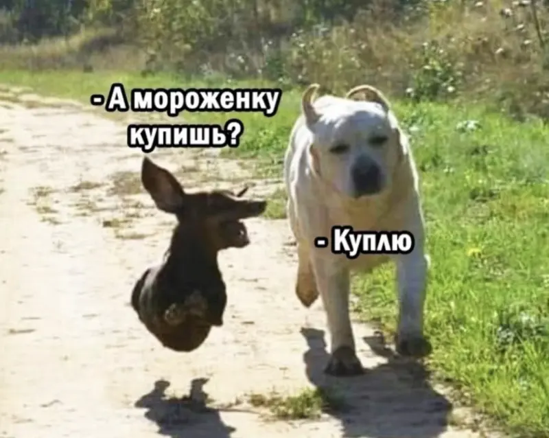 Угарные мемы и фото: дневная порция позитива юмор, приколы, мемы, картинки, дуршлаг, коты, смешное, подборка, фото, жесть