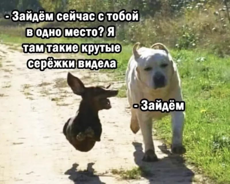 Угарные мемы и фото: дневная порция позитива юмор, приколы, мемы, картинки, дуршлаг, коты, смешное, подборка, фото, жесть
