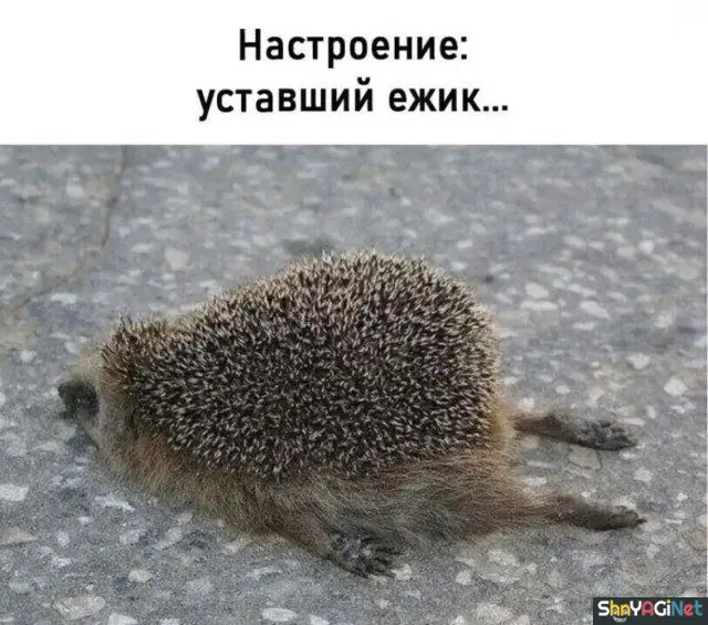 Свежие приколы из интернета: порция отличного настроения приколы, юмор, смешные фото, мемы, угар, интернет