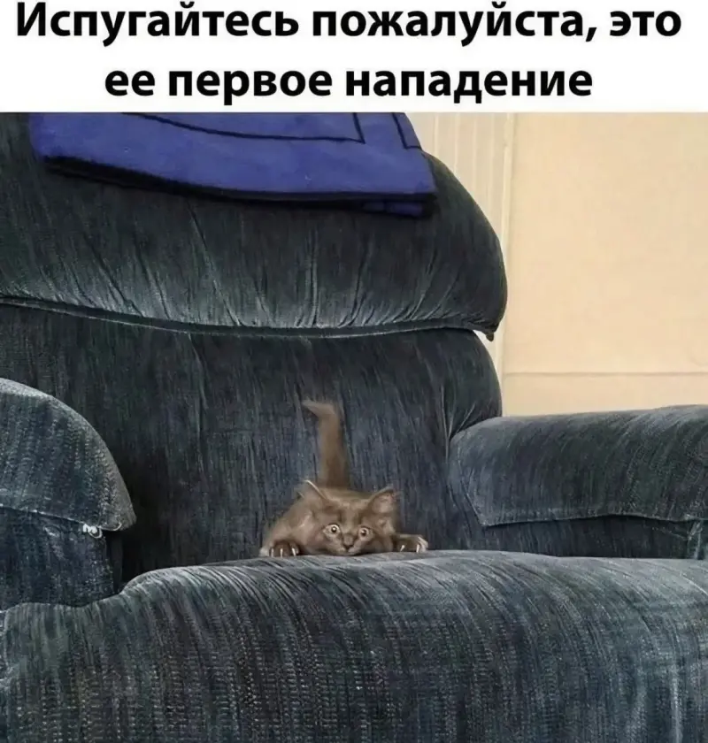 Юмор за день и аквариум с бегемотами: подборка смешных картинок