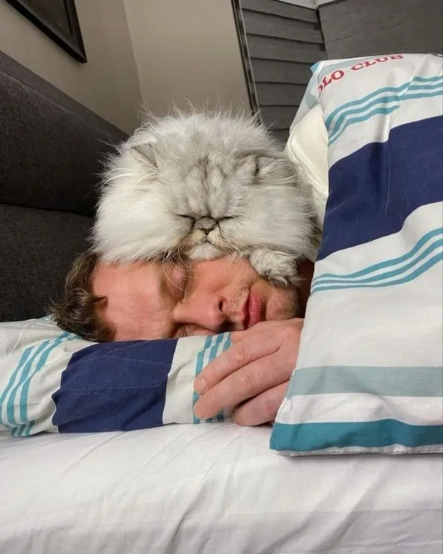 Сонные питомцы, для которых хозяин — лучшая лежанка животные, котики, собаки, сон, умиление, подборка, приколы, питомцы