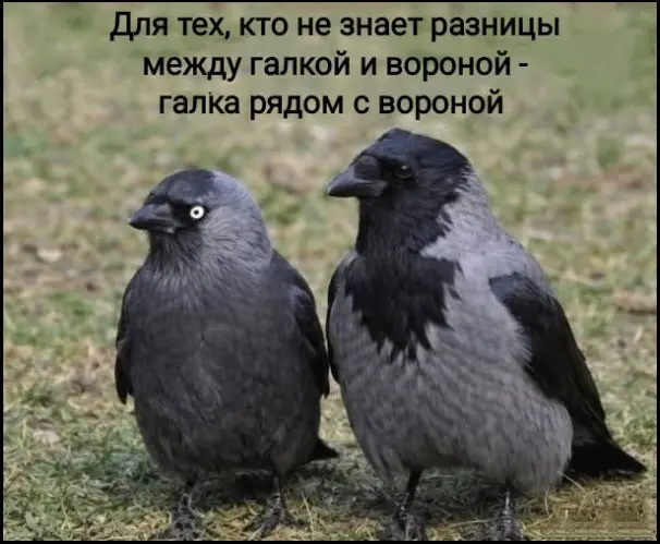 Порция отличного юмора: свежие мемы и картинки мемы, приколы, картинки, юмор, смешное, позитив, подборка, настроение