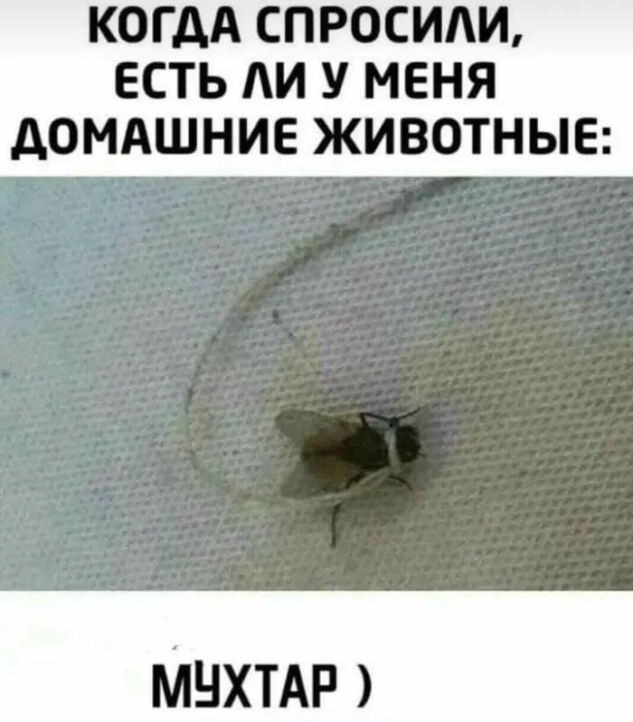 Порция отличного юмора: свежие мемы и картинки мемы, приколы, картинки, юмор, смешное, позитив, подборка, настроение