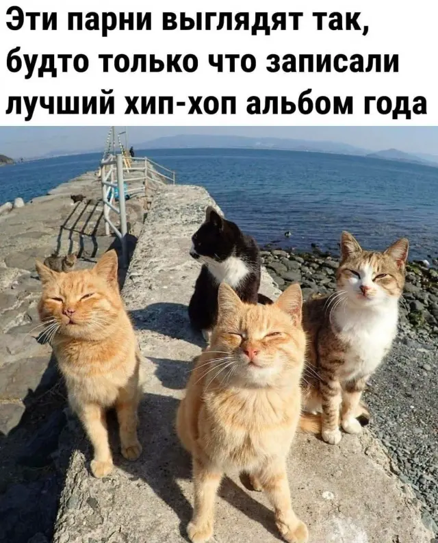Порция отличного юмора: свежие мемы и картинки мемы, приколы, картинки, юмор, смешное, позитив, подборка, настроение