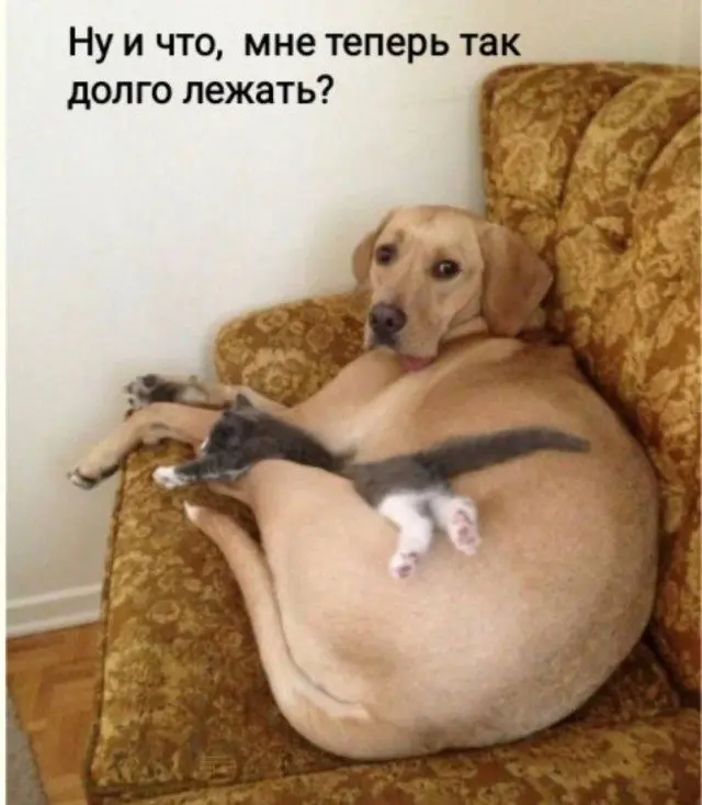 Великое перемирие с будильником будильник, утро, сон, одеяло, совесть, приколы, мемы
