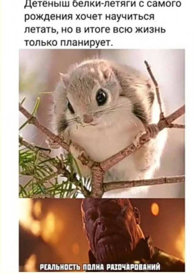Слон в посудной лавке и ты: как мы вписываемся в острые углы жизни приколы, неловкость, грация, слон, посудная лавка, юмор