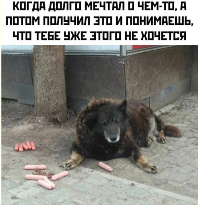Слон в посудной лавке и ты: как мы вписываемся в острые углы жизни приколы, неловкость, грация, слон, посудная лавка, юмор