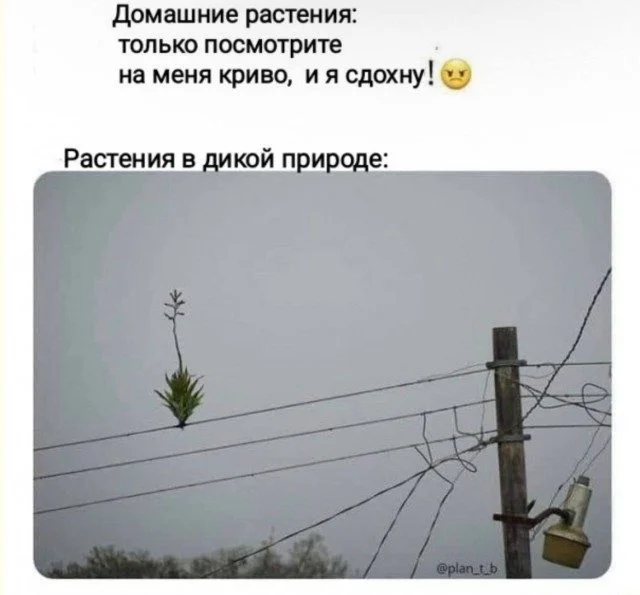 Шёпот интернета: мемы, которые бьют без промаха мемы, приколы, картинки, юмор, подборка, смешное, интернет