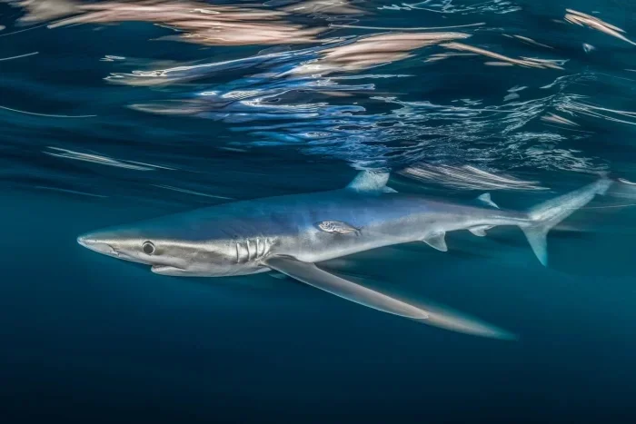 Лучшие подводные фото 2025: итоги Ocean Art Awards подводная съемка, Ocean Art, конкурс, фотография, дайвинг, океан, макро, природа