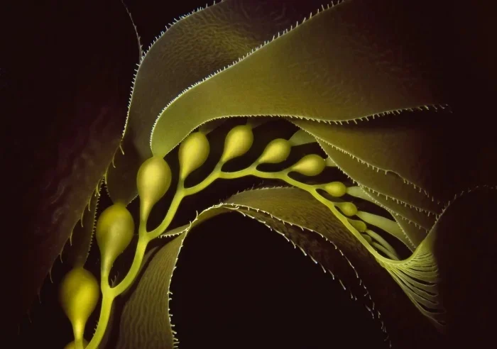 Лучшие подводные фото 2025: итоги Ocean Art Awards подводная съемка, Ocean Art, конкурс, фотография, дайвинг, океан, макро, природа