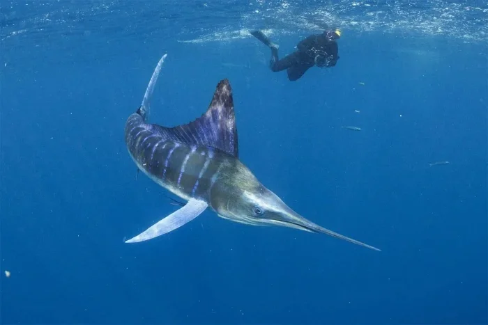 Лучшие подводные фото 2025: итоги Ocean Art Awards подводная съемка, Ocean Art, конкурс, фотография, дайвинг, океан, макро, природа