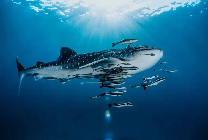 Лучшие подводные фото 2025: итоги Ocean Art Awards подводная съемка, Ocean Art, конкурс, фотография, дайвинг, океан, макро, природа