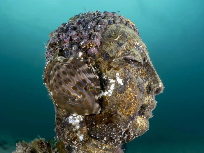 Лучшие подводные фото 2025: итоги Ocean Art Awards подводная съемка, Ocean Art, конкурс, фотография, дайвинг, океан, макро, природа