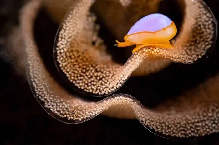 Лучшие подводные фото 2025: итоги Ocean Art Awards подводная съемка, Ocean Art, конкурс, фотография, дайвинг, океан, макро, природа