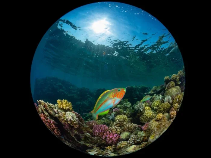 Лучшие подводные фото 2025: итоги Ocean Art Awards подводная съемка, Ocean Art, конкурс, фотография, дайвинг, океан, макро, природа