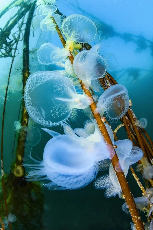 Лучшие подводные фото 2025: итоги Ocean Art Awards подводная съемка, Ocean Art, конкурс, фотография, дайвинг, океан, макро, природа