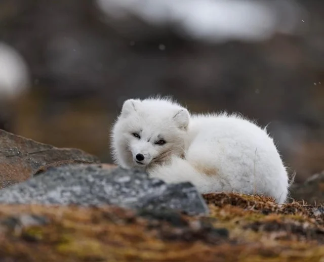 22 фото, на которых звери решили попробовать себя в новом амплуа животные, фото, подборка, улыбка, природа, смешное