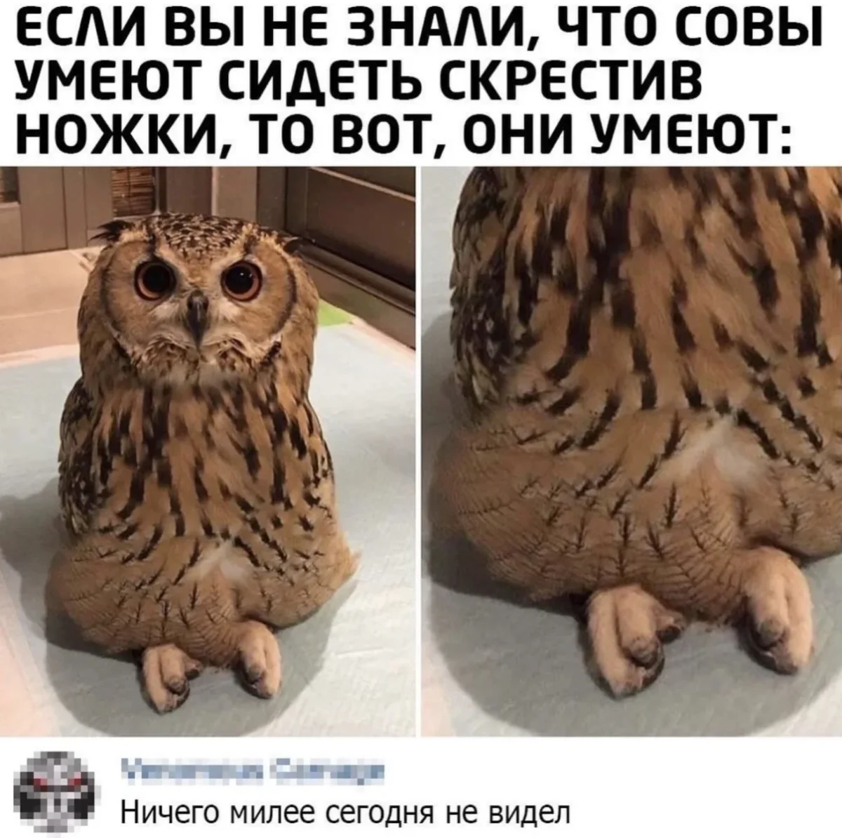 Юмор за день: убойная подборка на 80 процентов юмор, приколы, мемы, картинки, смешное, подборка, шутки, день