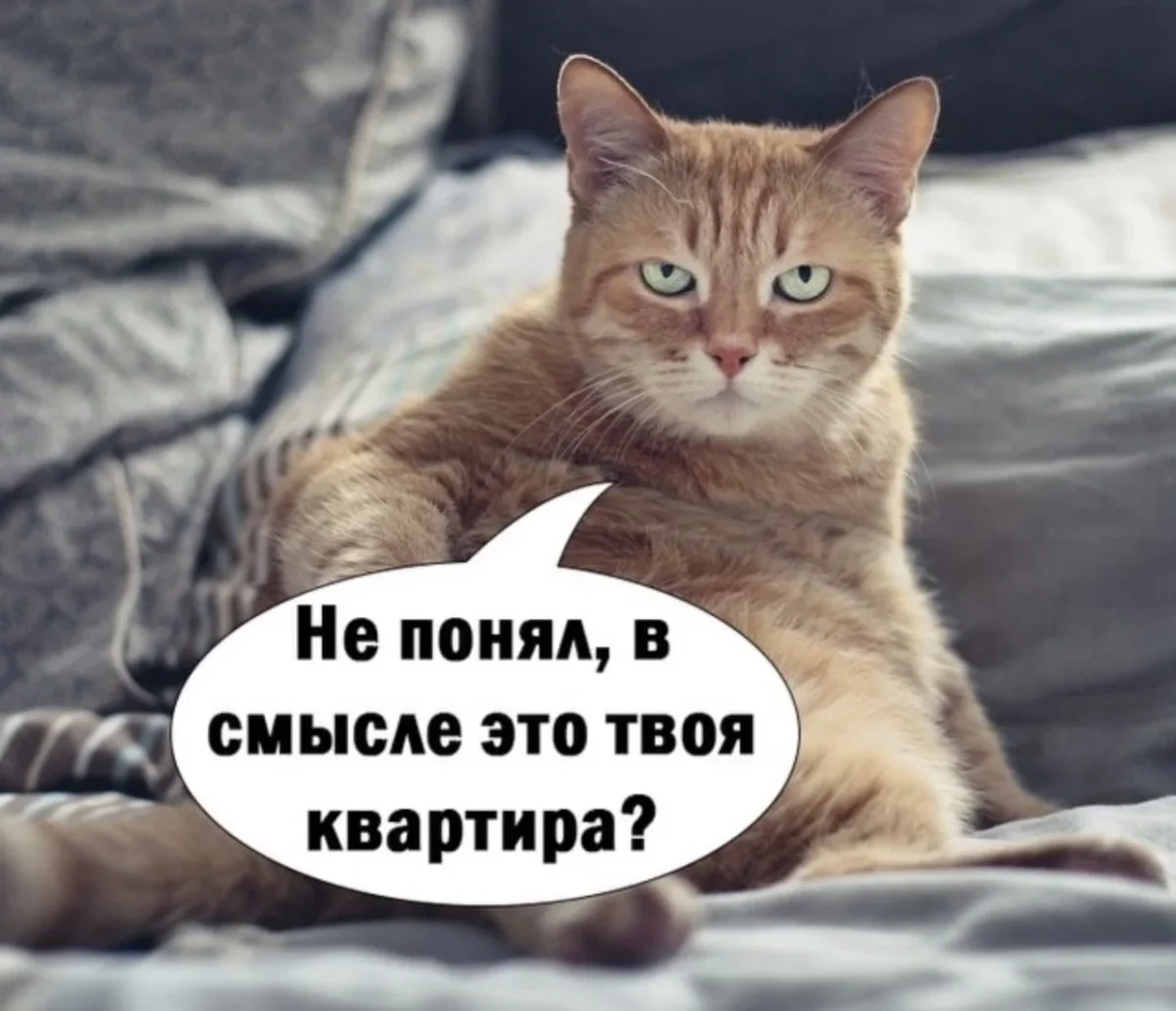 Юмор за день: убойная подборка на 80 процентов юмор, приколы, мемы, картинки, смешное, подборка, шутки, день