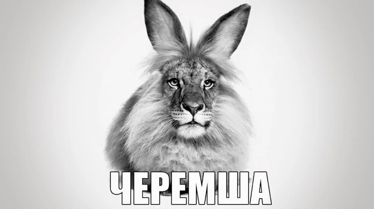 «Черемша», «Муся» и крик души в ЖКХ: путеводитель по самым странным мемам весны