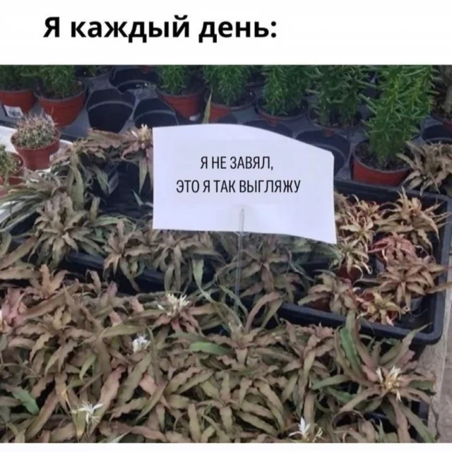 Ура, понедельник! Свежие мемы и картинки для заряда бодрости мемы, понедельник, приколы, картинки, юмор, работа, настроение