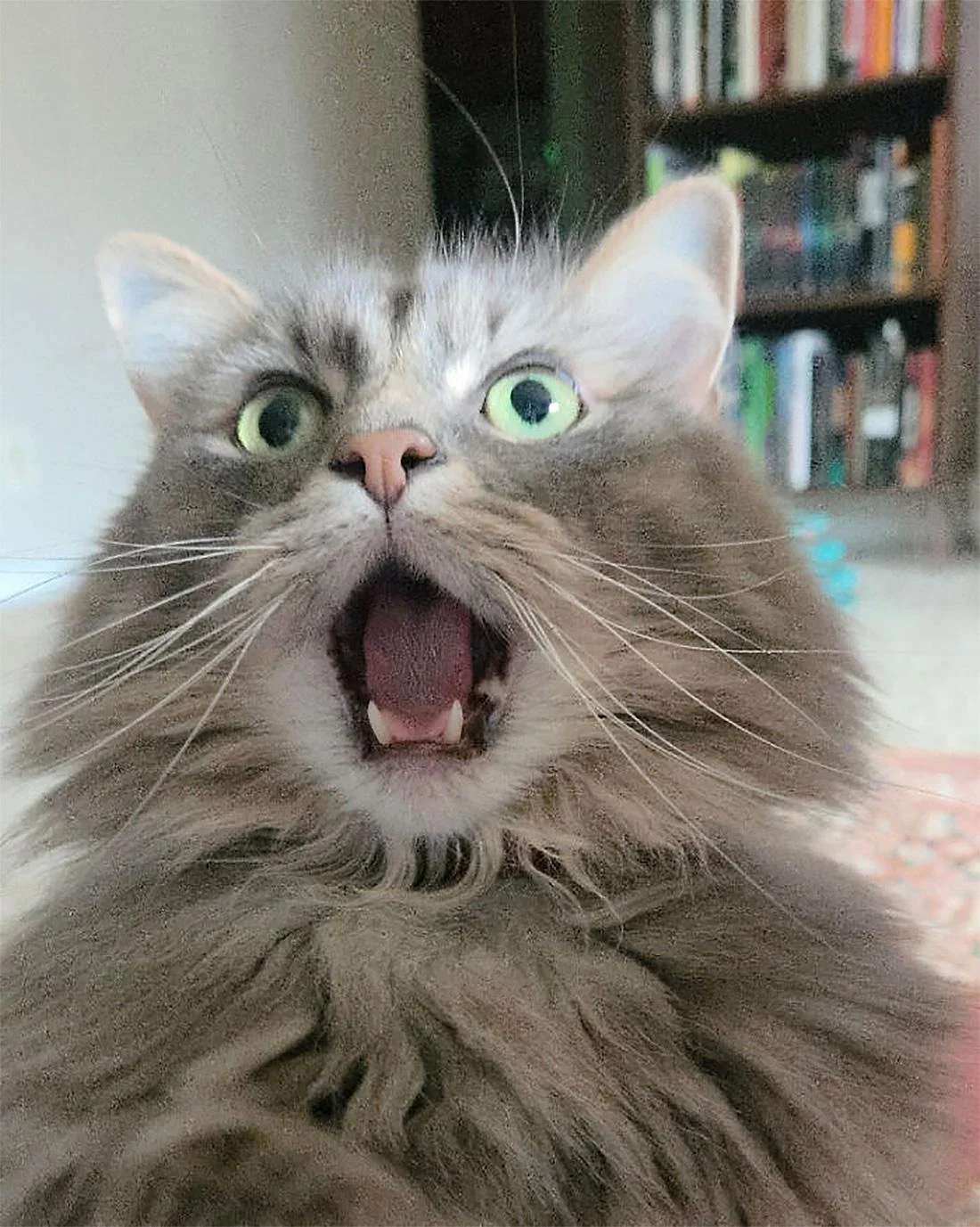 Коты, которые отказываются соблюдать тишину (смешные фото) коты, смешные фото, приколы, животные, кошки, крик, подборка