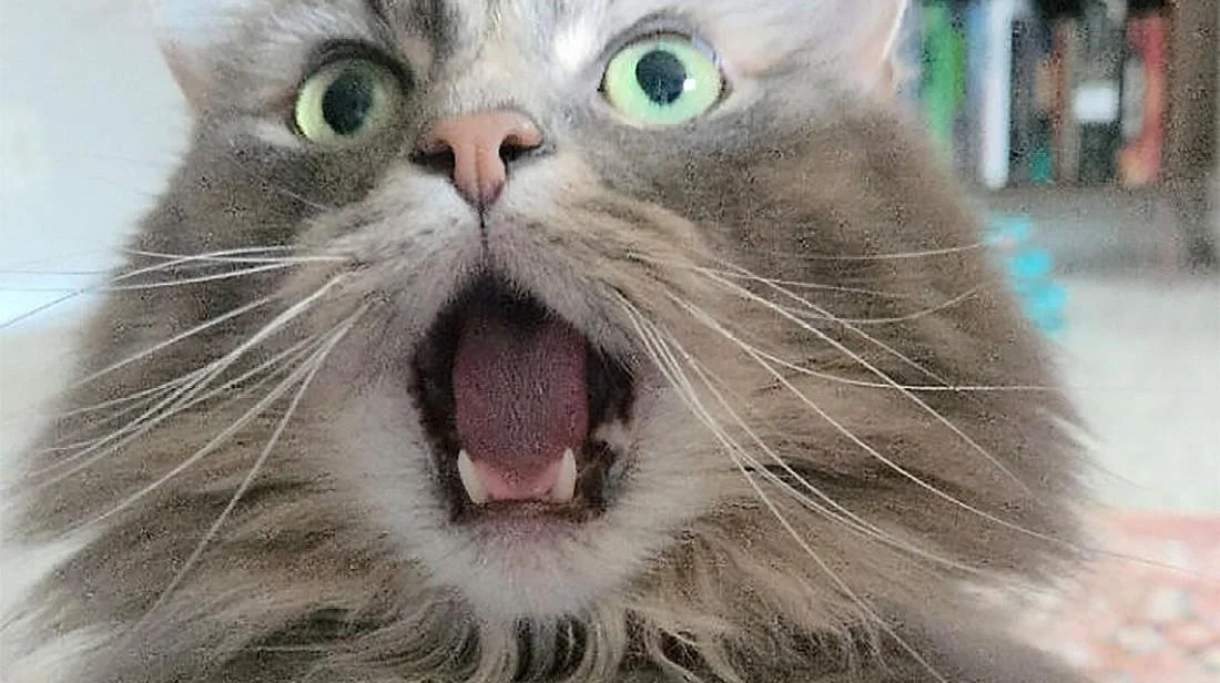Коты, которые отказываются соблюдать тишину (смешные фото)