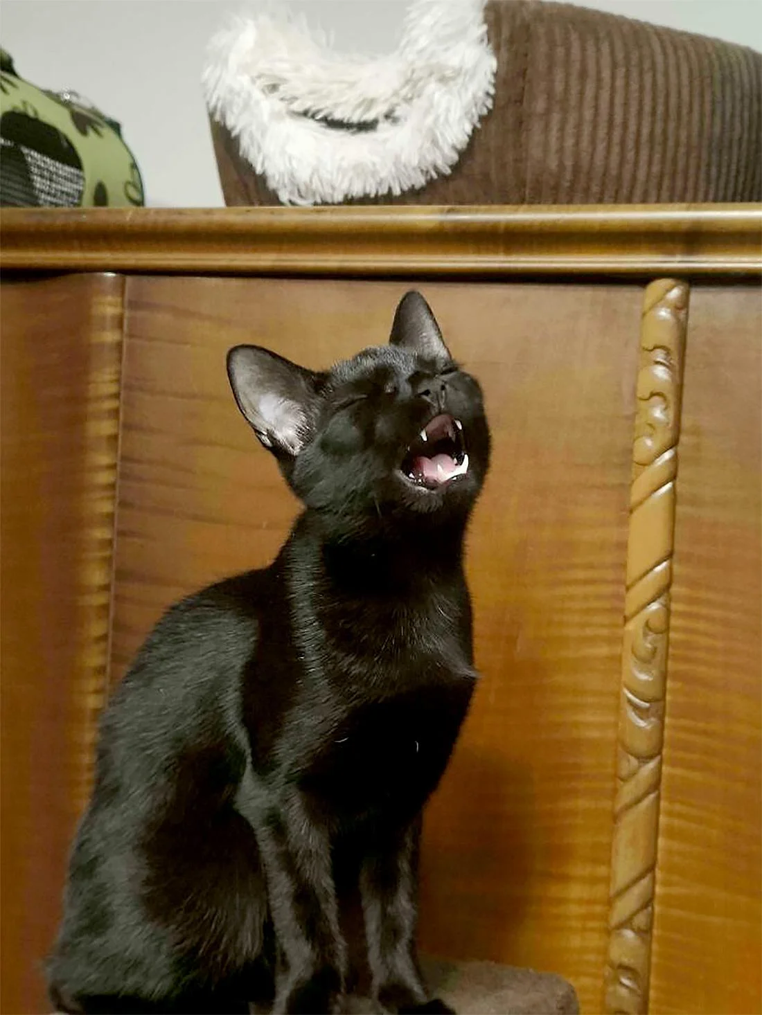 Коты, которые отказываются соблюдать тишину (смешные фото) коты, смешные фото, приколы, животные, кошки, крик, подборка