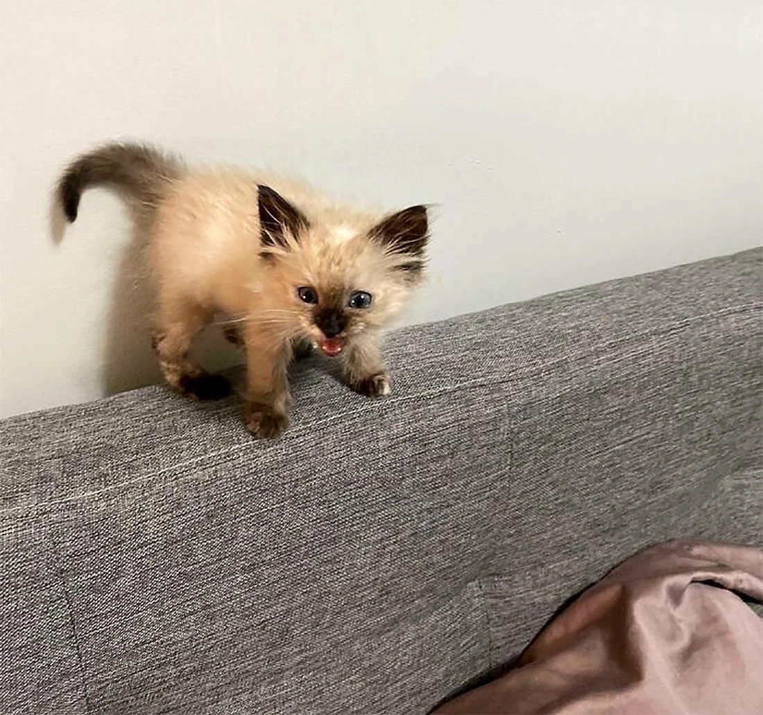 Коты, которые отказываются соблюдать тишину (смешные фото) коты, смешные фото, приколы, животные, кошки, крик, подборка