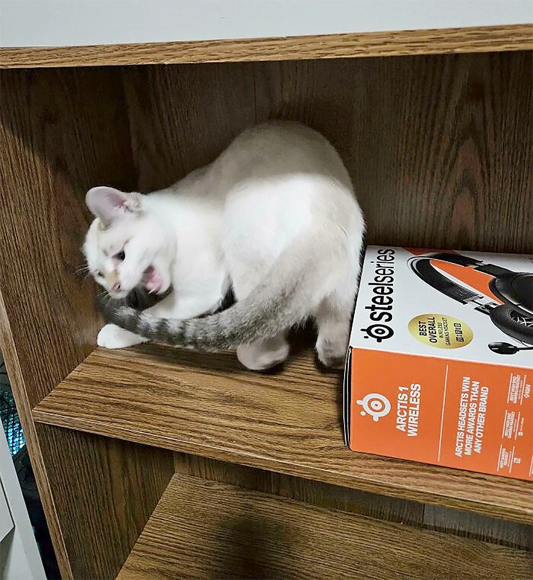 Коты, которые отказываются соблюдать тишину (смешные фото) коты, смешные фото, приколы, животные, кошки, крик, подборка