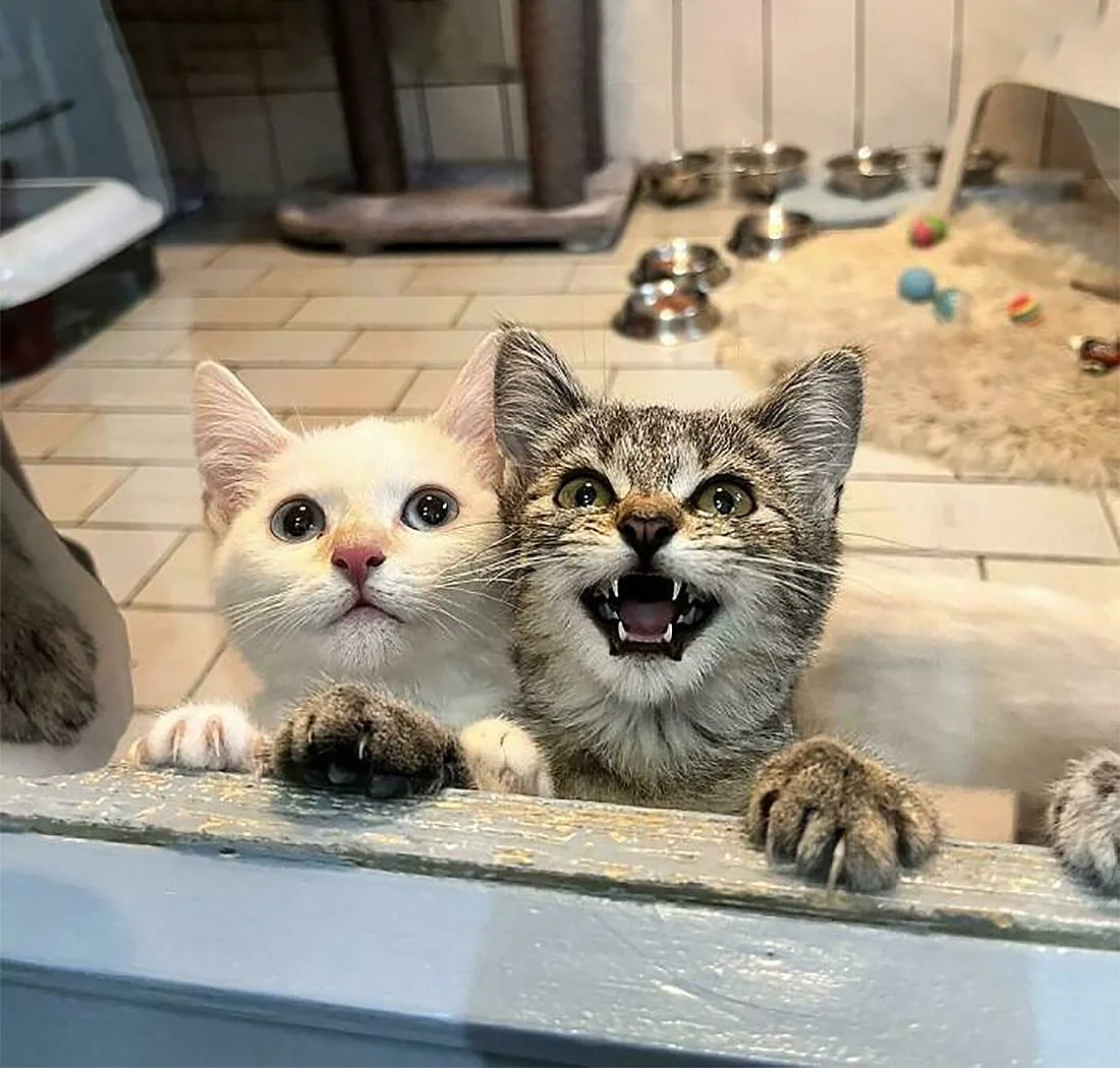 Коты, которые отказываются соблюдать тишину (смешные фото) коты, смешные фото, приколы, животные, кошки, крик, подборка