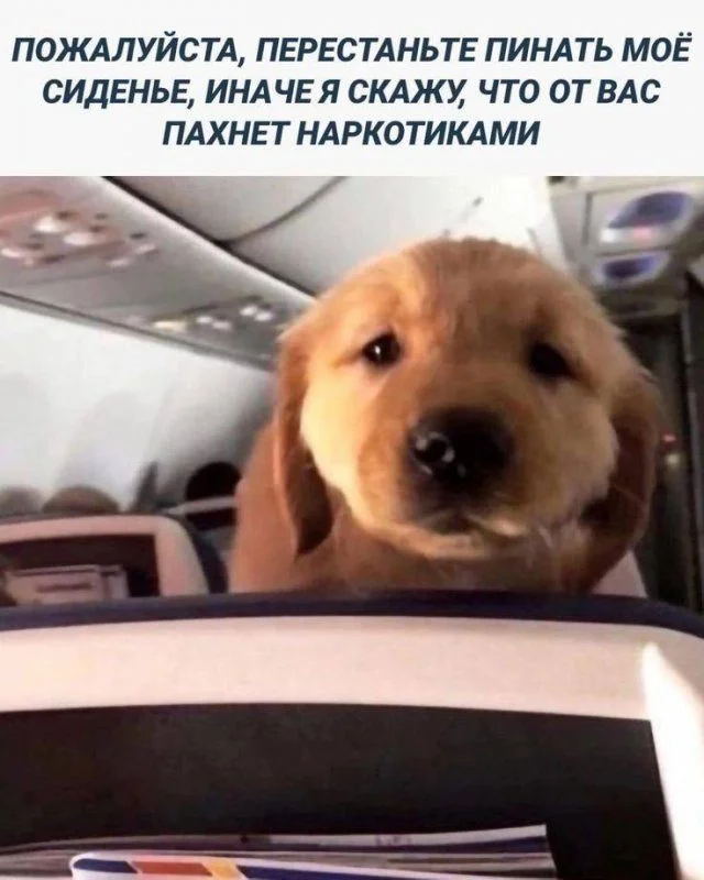 Топ смешных мемов, чтобы забыть о тревогах мемы, шутки, приколы, юмор, картинки, позитив