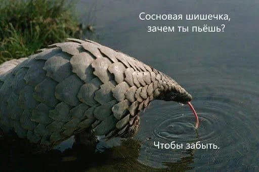 Топ смешных мемов, чтобы забыть о тревогах мемы, шутки, приколы, юмор, картинки, позитив