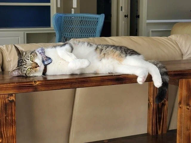 Коты, которые осознали бессмысленность бытия коты, экзистенциальный кризис, смешные фото, животные, философия
