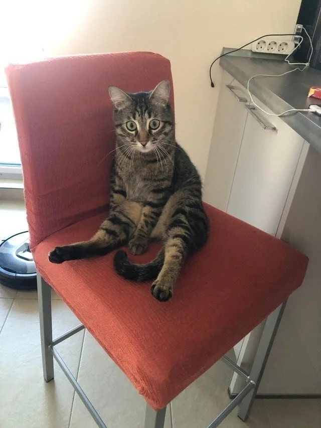 Коты, которые осознали бессмысленность бытия коты, экзистенциальный кризис, смешные фото, животные, философия