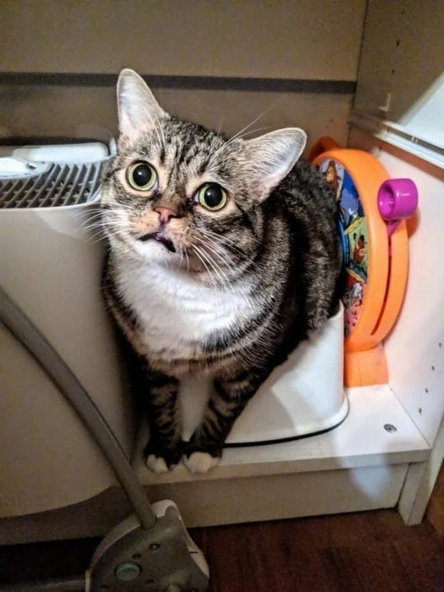 Коты, которые осознали бессмысленность бытия коты, экзистенциальный кризис, смешные фото, животные, философия