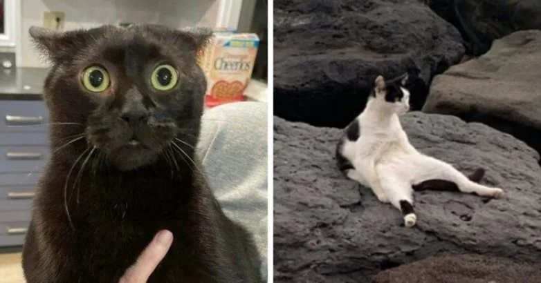Коты, которые осознали бессмысленность бытия