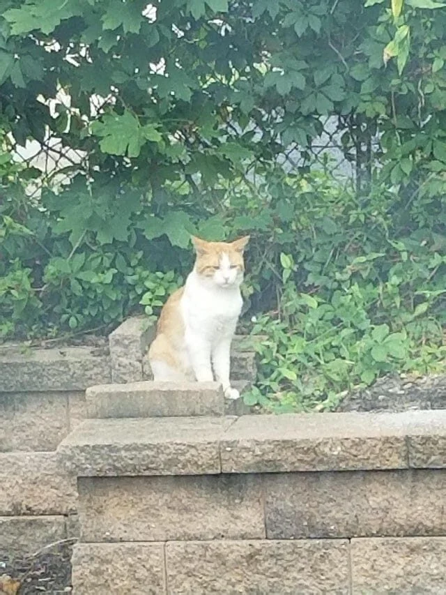 Коты, которые осознали бессмысленность бытия коты, экзистенциальный кризис, смешные фото, животные, философия